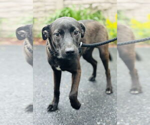 Labrador Retriever-Unknown Mix Dogs for adoption in Sterling, MA, USA