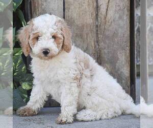 Miniature Labradoodle Puppy for sale in GORDONVILLE, PA, USA