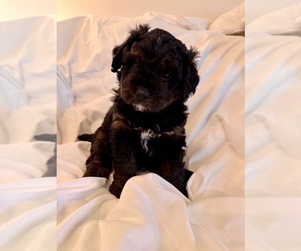 Medium Photo #92 Miniature Bernedoodle Puppy For Sale in AUBURNDALE, FL, USA