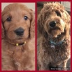 Small Photo #6 Goldendoodle Puppy For Sale in LOS ALAMITOS, CA, USA