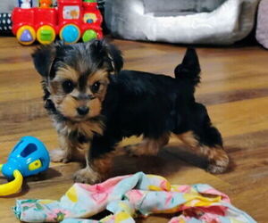 Morkie Puppy for sale in VIRGINIA BEACH, VA, USA