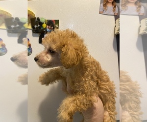 Poodle (Miniature) Dogs for adoption in VENETA, OR, USA