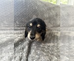 Small #19 Dachshund