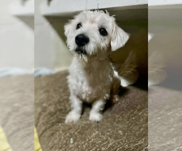 Medium Photo #2 Poodle (Miniature)-Unknown Mix Puppy For Sale in San Diego, CA, USA