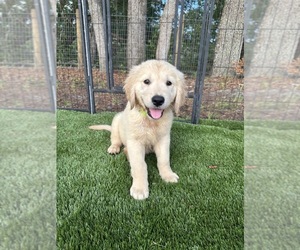 Golden Retriever Puppy for sale in SPRING HILL, FL, USA