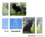 Small #4 Border Collie Mix