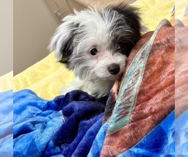 Medium Photo #5 Aussie-Poo-Aussiedoodle Miniature  Mix Puppy For Sale in MILTON, WA, USA