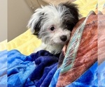 Small Photo #5 Aussie-Poo-Aussiedoodle Miniature  Mix Puppy For Sale in MILTON, WA, USA