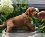 Small #3 Golden Retriever