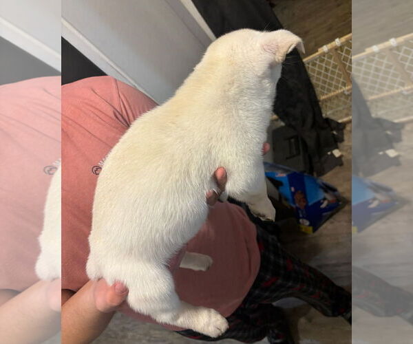 Medium Photo #3 Chihuahua-Unknown Mix Puppy For Sale in Grafton, WI, USA