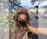 Small #11 Labradoodle mix (+ Poodle Standard)
