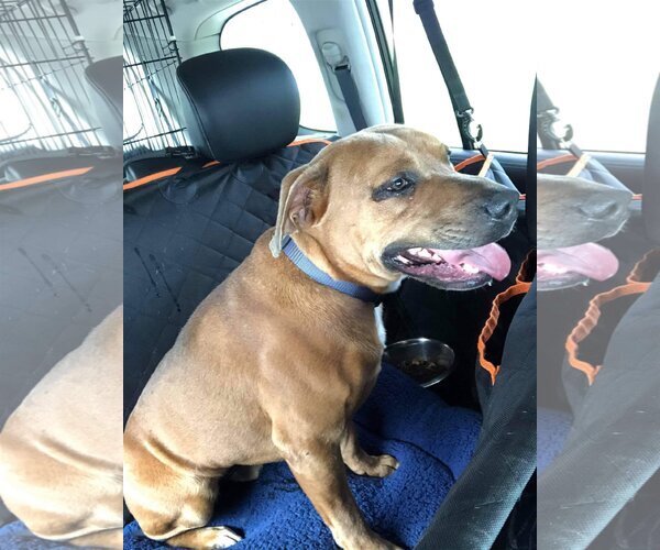 Medium Photo #6 American Staffordshire Terrier-Black Mouth Cur Mix Puppy For Sale in Orange Grove, TX, USA