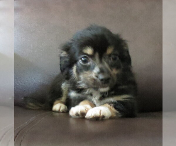 Medium Photo #18 Chihuahua Puppy For Sale in HAYES, VA, USA