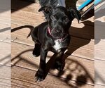 Small Photo #1 Labrador Retriever-Unknown Mix Puppy For Sale in Boston, MA, USA