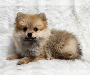 Pomeranian Puppy for sale in DECATUR, GA, USA