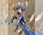 Puppy Black collar Golden Retriever
