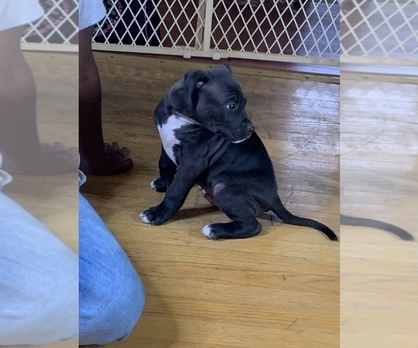 Medium Photo #2 American Pit Bull Terrier Puppy For Sale in CALUMET CITY, IL, USA