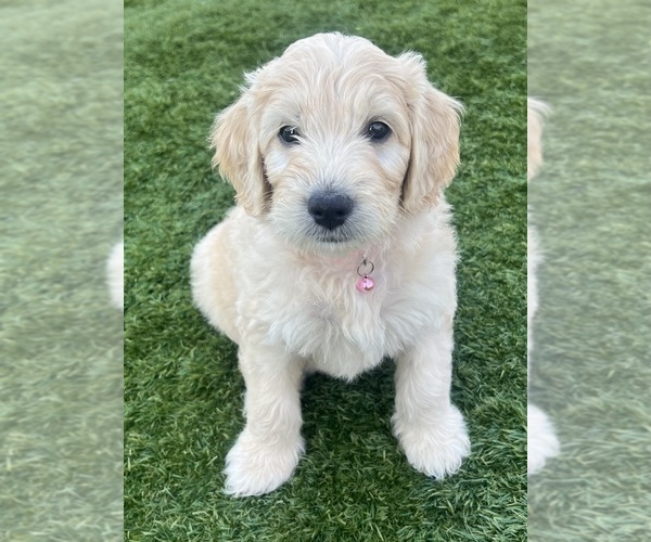 Medium Photo #1 Goldendoodle Puppy For Sale in PHOENIX, AZ, USA