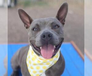 American Staffordshire Terrier-Unknown Mix Dogs for adoption in San Antonio, TX, USA
