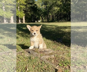 Pembroke Welsh Corgi Puppy for sale in ROLLA, MO, USA