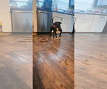 Small #10 Boston Terrier Mix