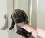 Small Photo #1 Great Dane Puppy For Sale in MARTINEZ, CA, USA