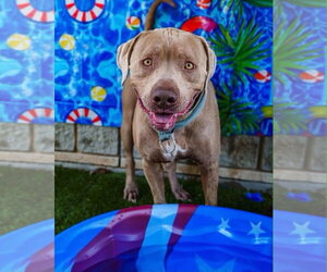 Mutt Dogs for adoption in Rowlett, TX, USA