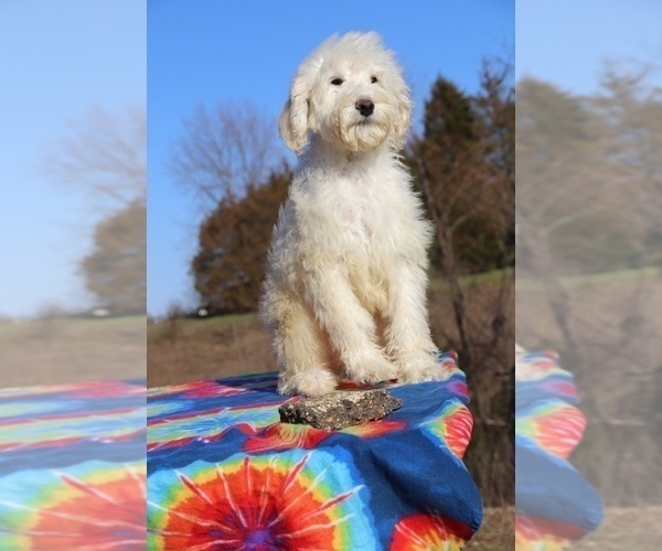 Medium Photo #10 Goldendoodle Puppy For Sale in UNION CITY, TN, USA