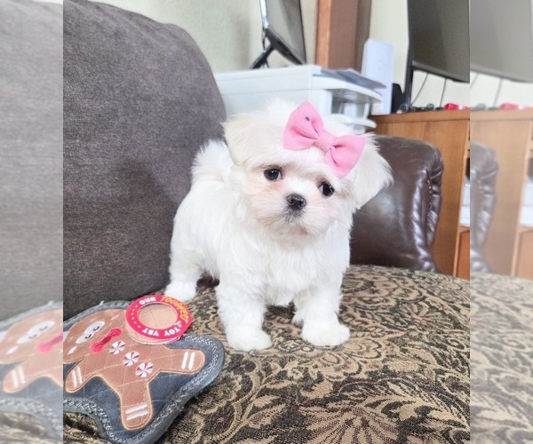 Medium Photo #1 Maltese Puppy For Sale in SANTA CLARITA, CA, USA