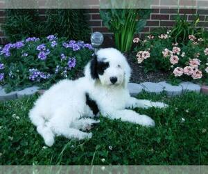 Poodle (Standard)-Shepadoodle Mix Puppy for sale in FREDERICKSBG, OH, USA