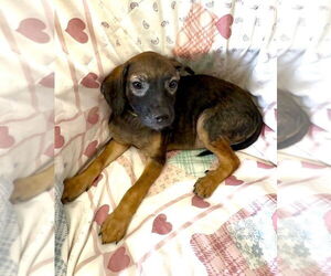 Nancy - Female Mutt Dog for Adoption - Photo #2