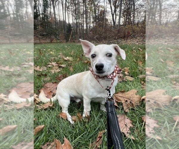 Medium Photo #7 Chihuahua Puppy For Sale in DURHAM, CT, USA