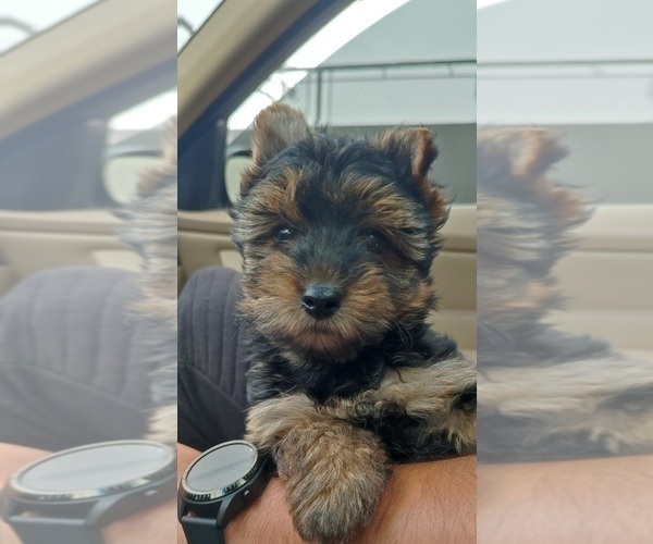 Medium Photo #3 Yorkshire Terrier Puppy For Sale in PERRIS, CA, USA