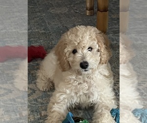Double Doodle Puppy for sale in HERNANDO BCH, FL, USA