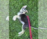 Small #2 Mutt
