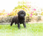 Small Photo #7 Labradoodle Puppy For Sale in NAPPANEE, IN, USA