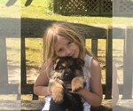 Small Photo #1 German Shepherd Dog Puppy For Sale in AUTRYVILLE, NC, USA