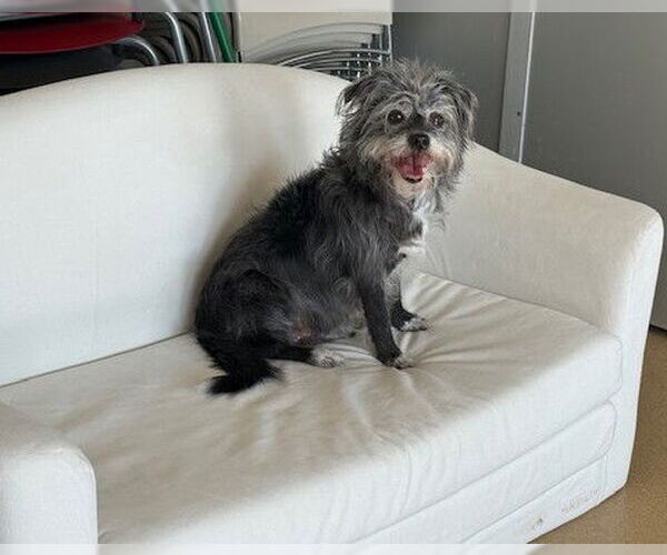 Medium Photo #1 Cairn Terrier Puppy For Sale in Derwood, MD, USA