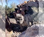 Small Photo #20 French Bulldog Puppy For Sale in PUEBLO, CO, USA