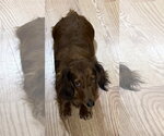 Small Photo #4 Dachshund Puppy For Sale in Sioux Falls, SD, USA