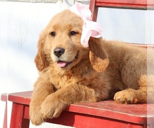 Golden Retriever Puppy for sale in JONES, MI, USA