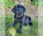 Puppy Maci AKC Eng Labrador Retriever