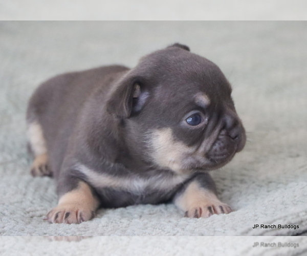 Medium Photo #3 French Bulldog Puppy For Sale in WINNSBORO, TX, USA