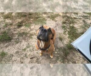 American Pit Bull Terrier-Unknown Mix Dogs for adoption in Ocala, FL, USA
