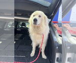 Small #3 Great Pyrenees Mix
