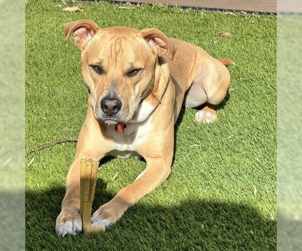 Medium Photo #6 Mutt Puppy For Sale in Fargo, ND, USA