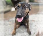 Small #3 Labrador Retriever Mix