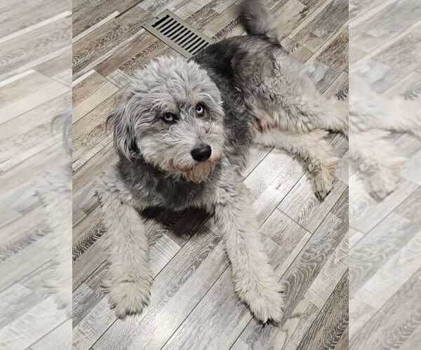 Medium Photo #2 Miniature Labradoodle Puppy For Sale in Oakhurst, NJ, USA