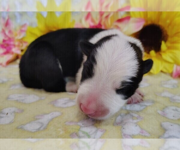 Medium Photo #54 Border Collie Puppy For Sale in NORBORNE, MO, USA