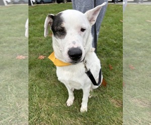 Petey - Male Labrador Retriever-Unknown Mix Dog for Adoption - Photo #6
